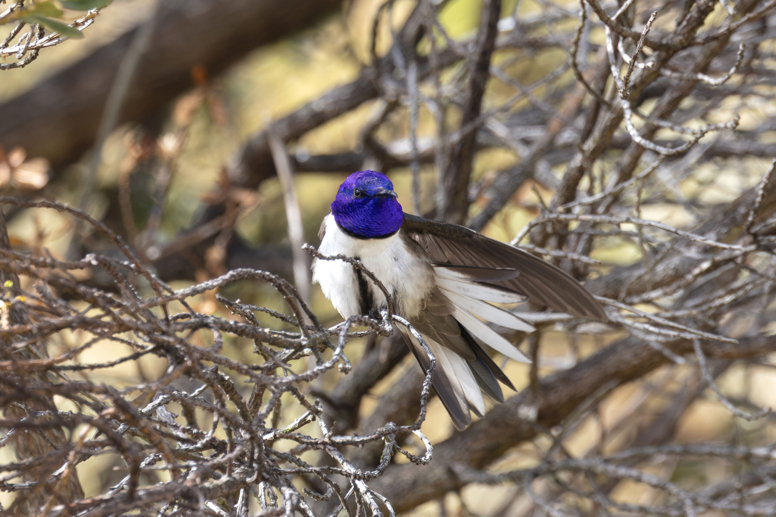 Ecuadorian Hillstar (image by Daniel Branch)