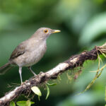 Ecuadorian Thrush (image by Daniel Branch)