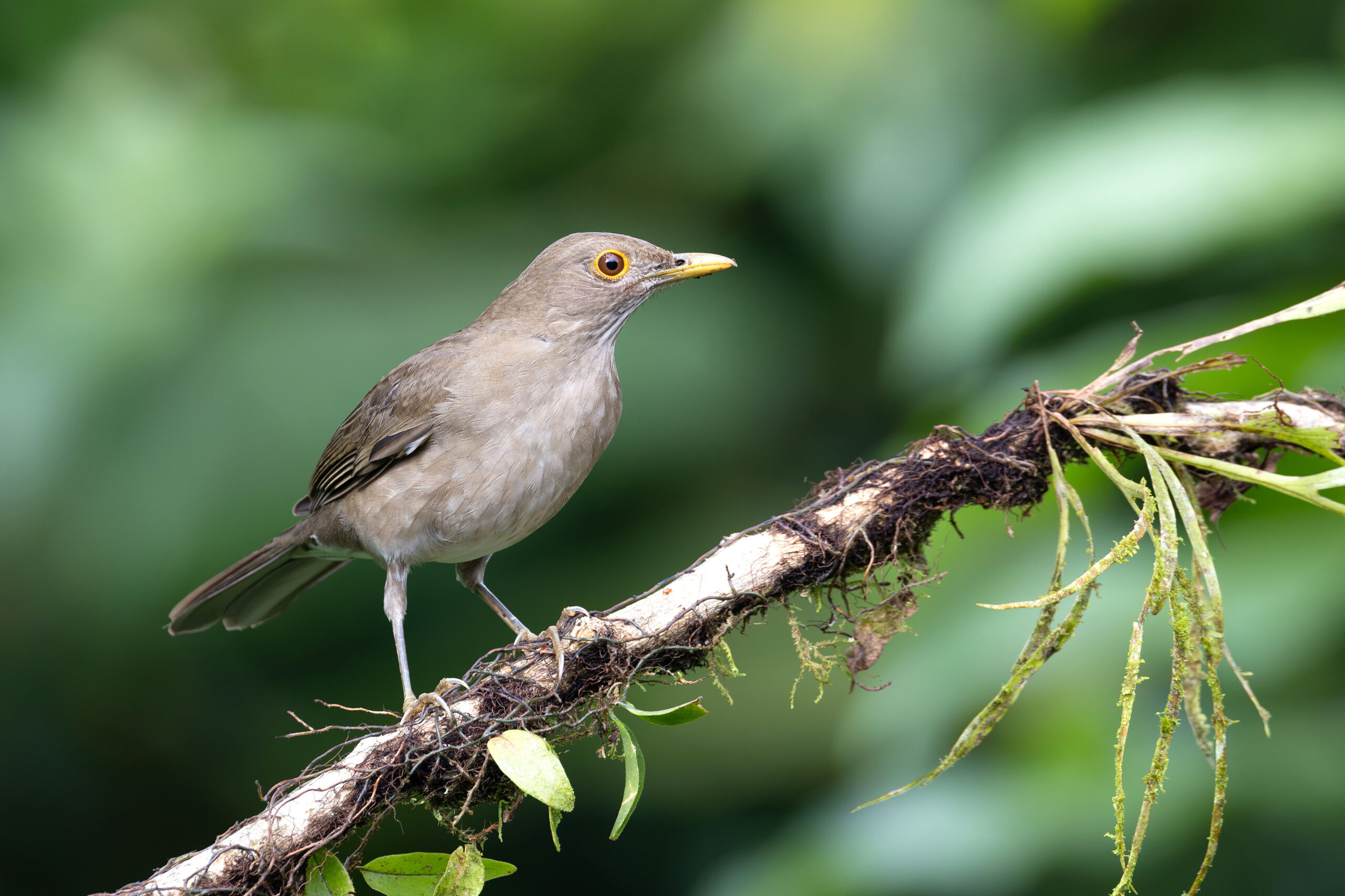 Ecuadorian Thrush (image by Daniel Branch)