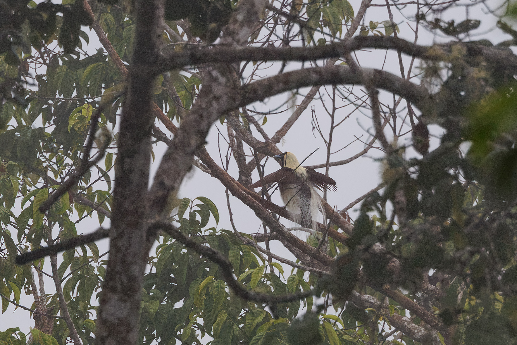 Emperor Bird-of-paradise (image by Dáni Balla)