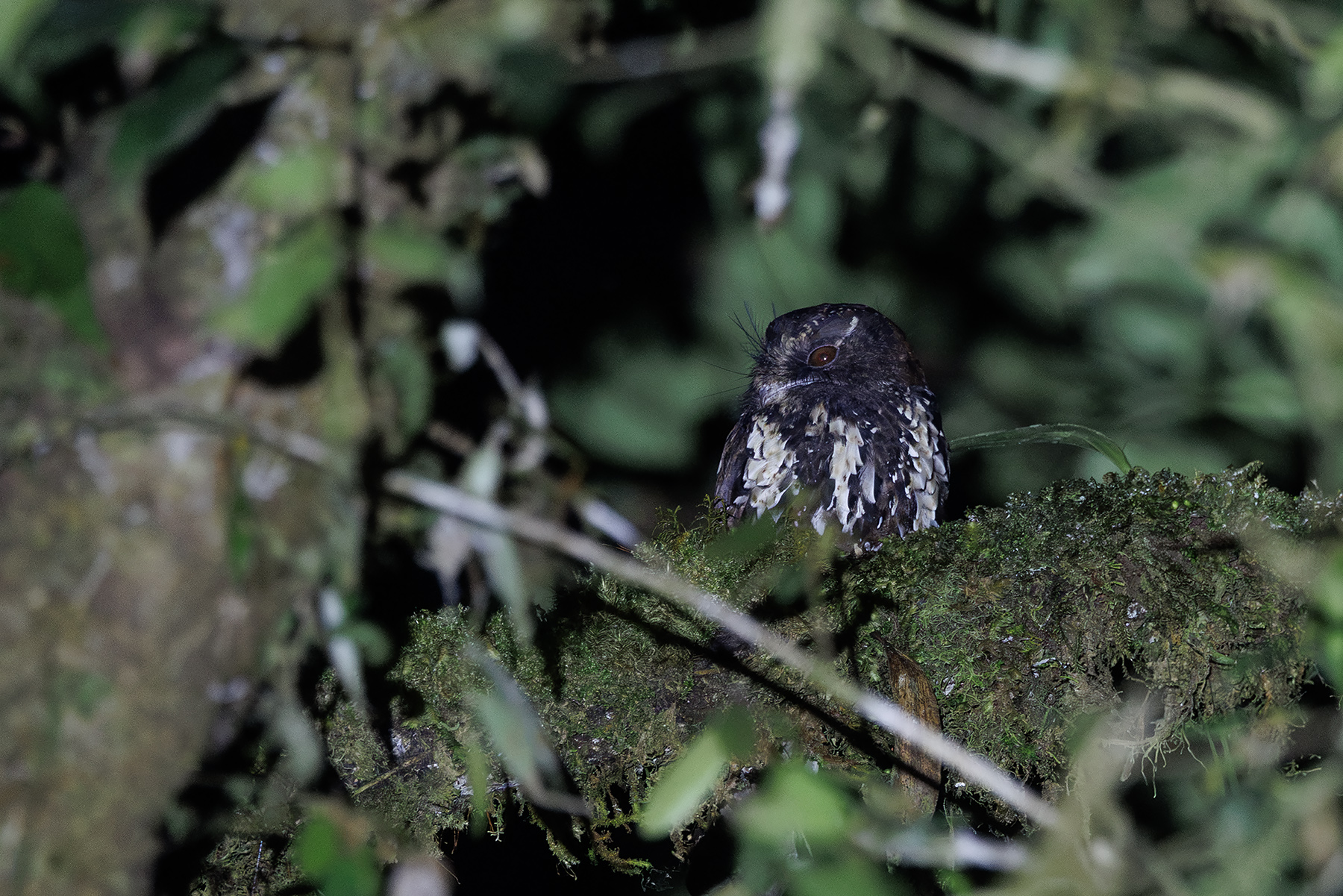 Feline Owlet-nightjar (image by Dáni Balla)