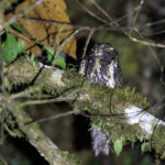 Feline Owlet-nightjar (image by Dáni Balla)