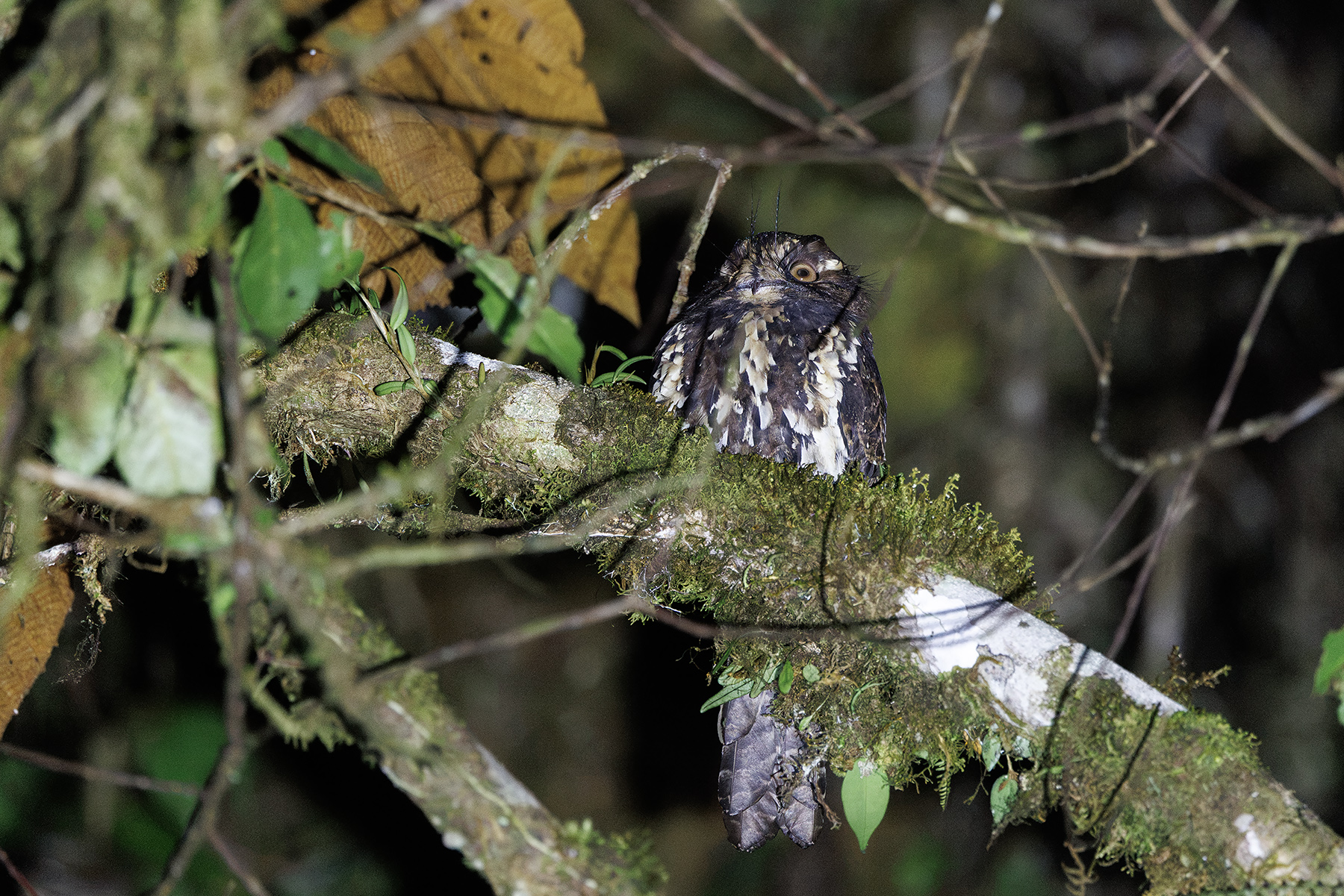 Feline Owlet-nightjar (image by Dáni Balla)