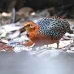 Ferruginous Partridge (image by János Oláh)