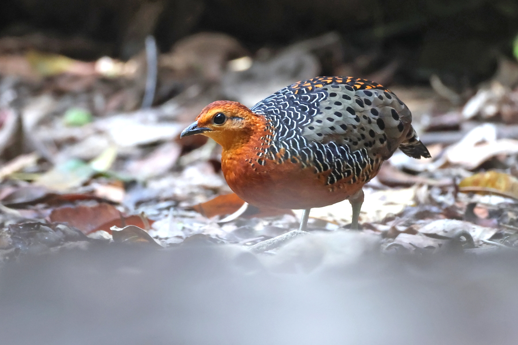 Ferruginous Partridge (image by János Oláh)