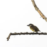 female Five-colored Barbet (image by Daniel Branch)