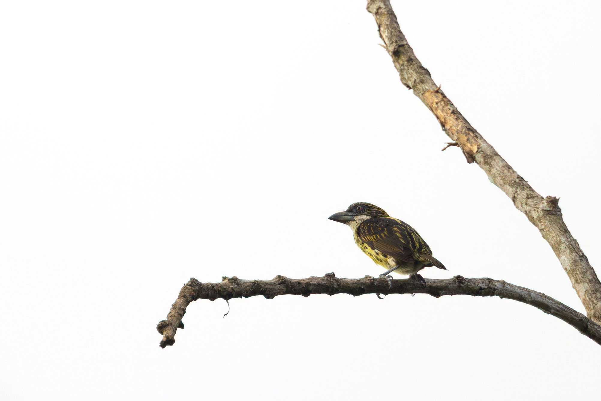 female Five-colored Barbet (image by Daniel Branch)