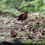 male Forbe's Forest Rail (image by Dáni Balla)