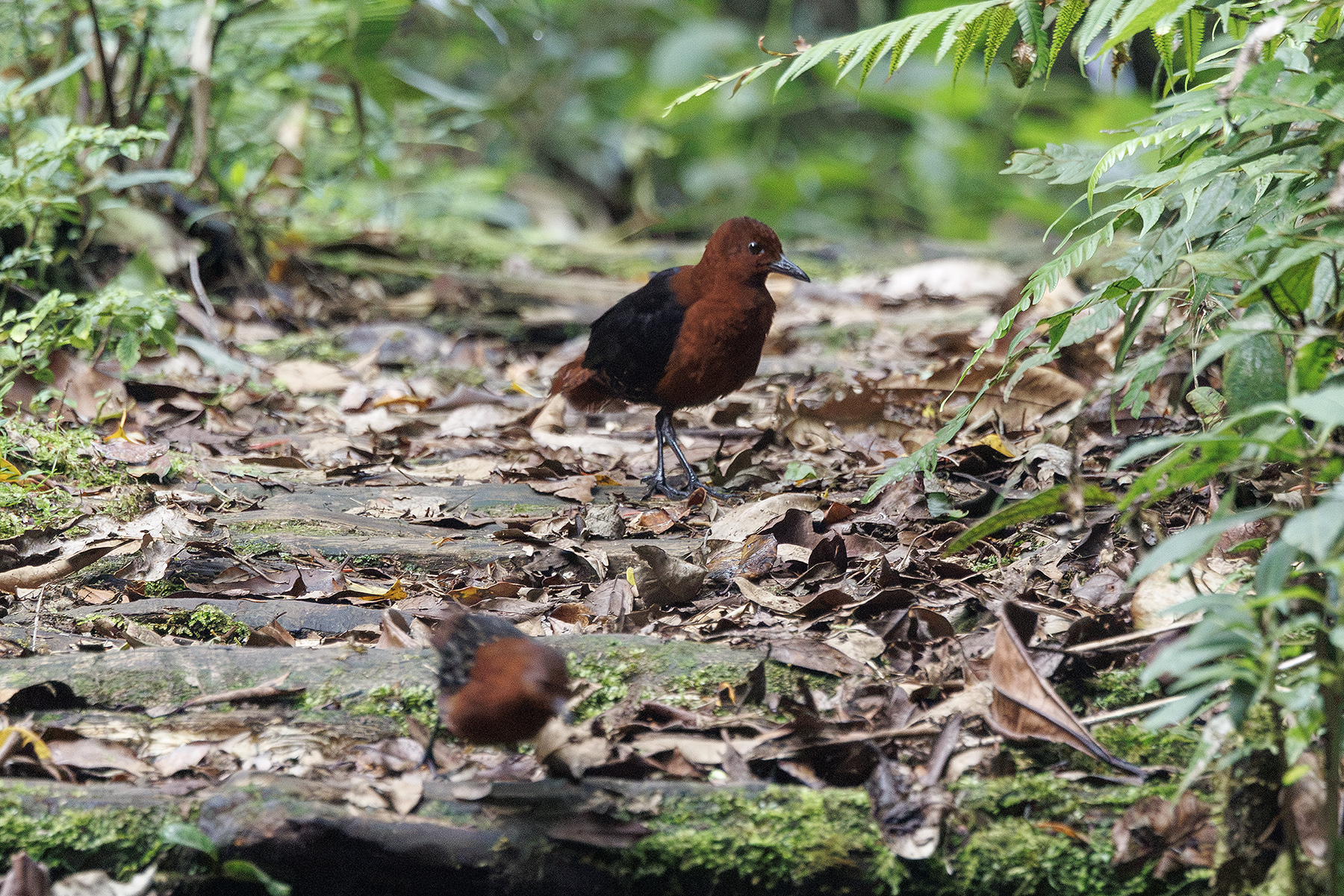 male Forbe's Forest Rail (image by Dáni Balla)