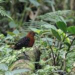 CLASSIC PAPUA NEW GUINEA TOUR REPORT 2026