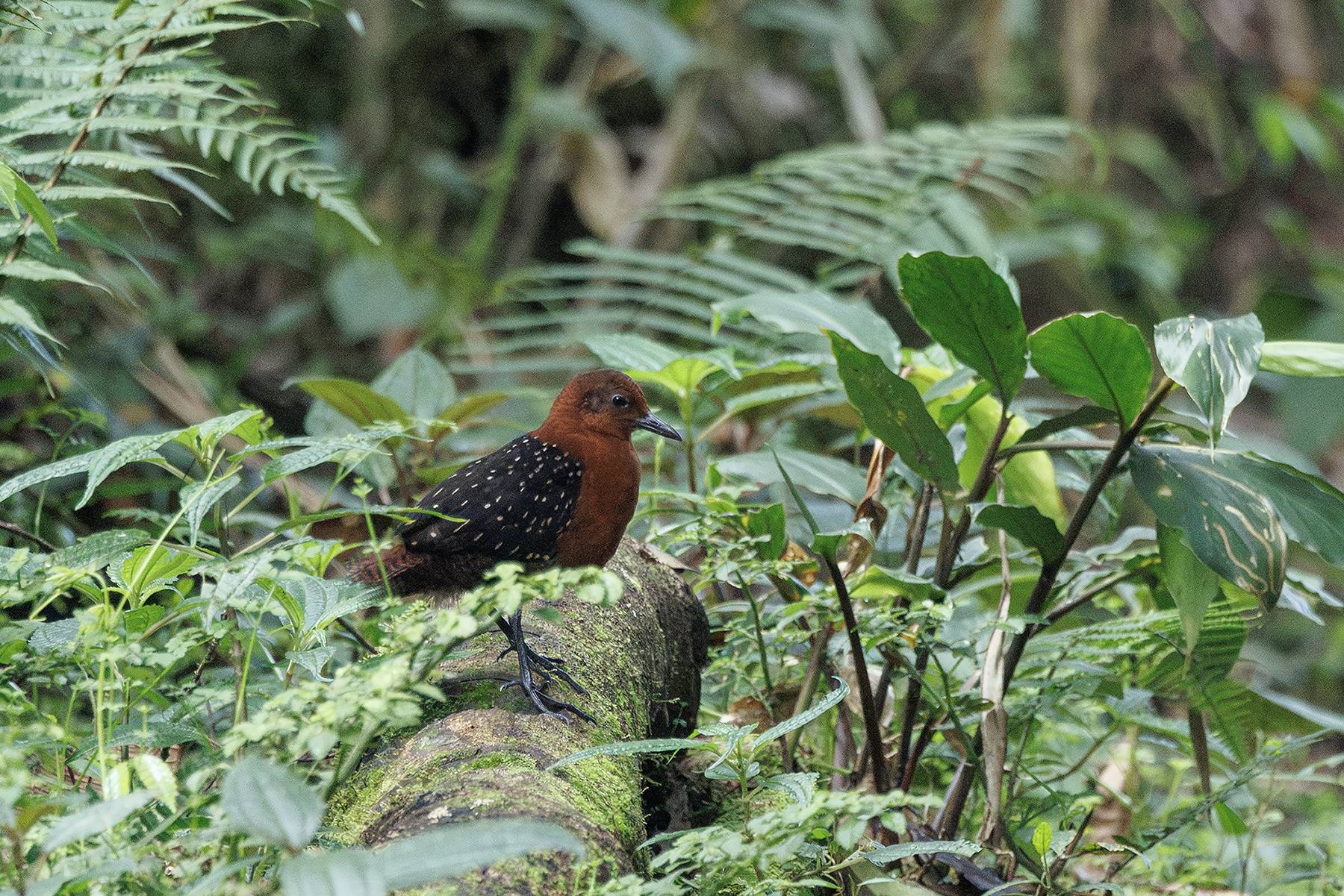 female Forbe's Forest Rail (image by Dáni Balla)