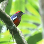 Garnet Pitta (image by János Oláh)