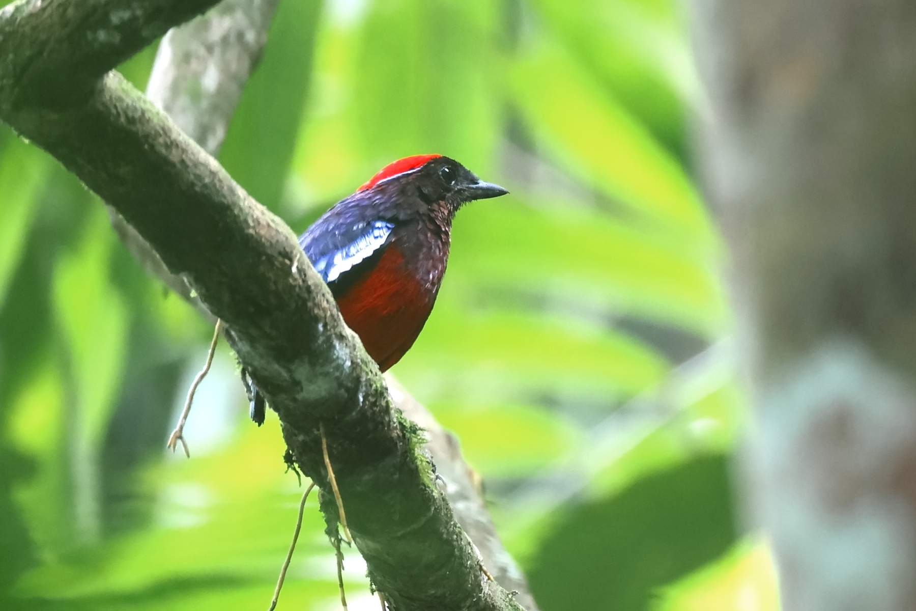 Garnet Pitta (image by János Oláh)