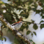 Garnet Robin (image by Dáni Balla)