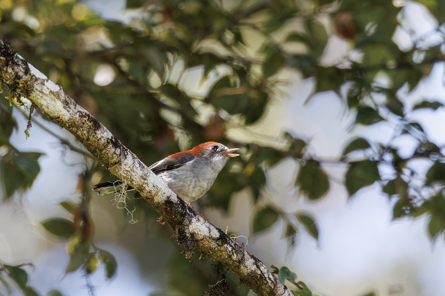 Garnet Robin (image by Dáni Balla)