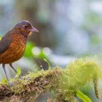 Giant Antpitta (image by Daniel Branch)