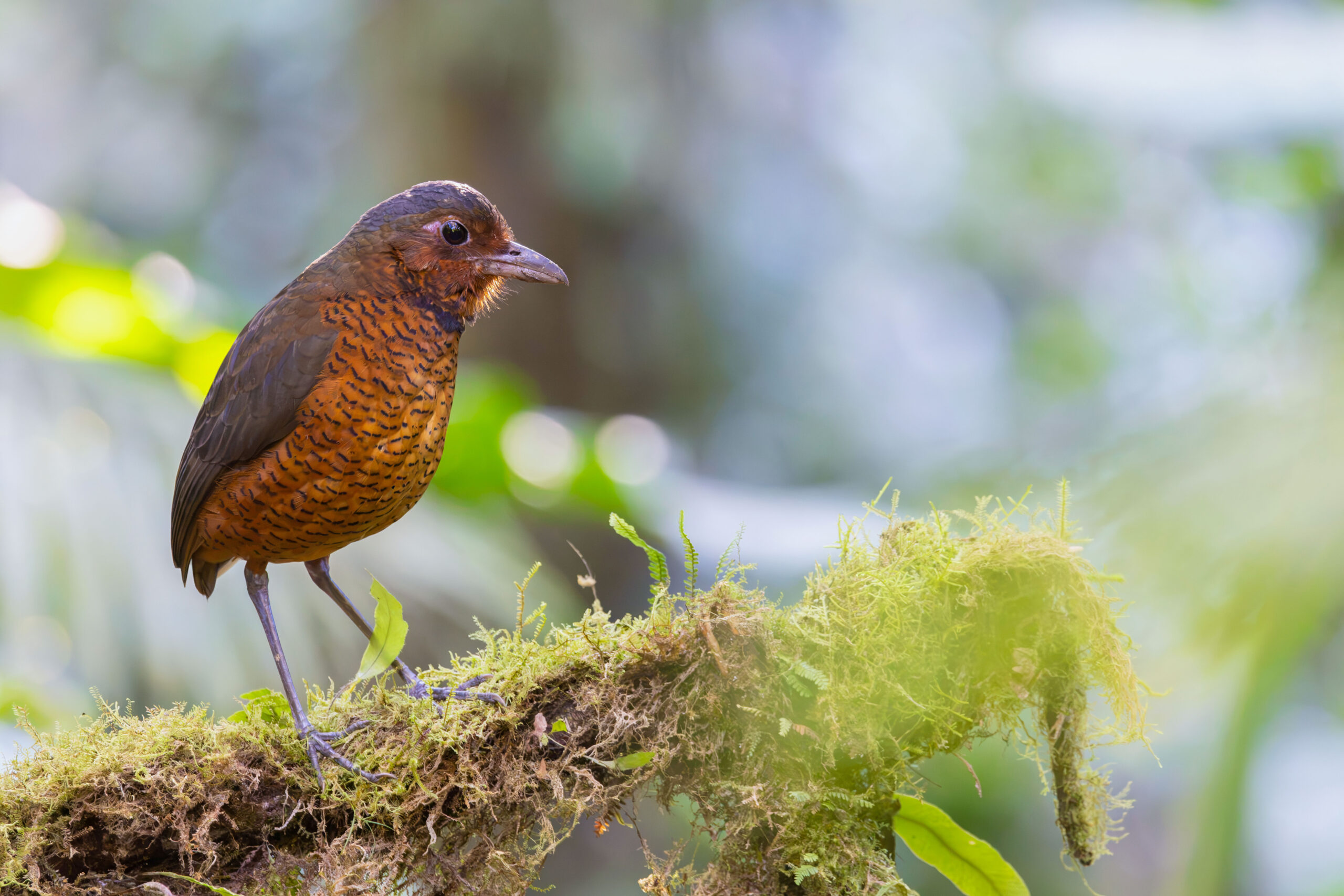 Giant Antpitta (image by Daniel Branch)