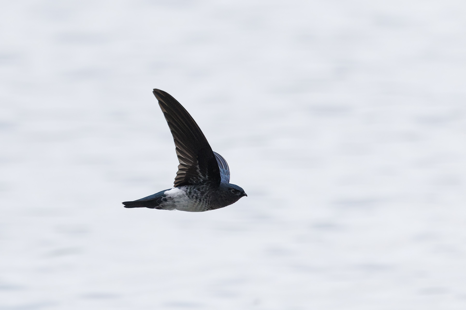Glossy Swiftlet (image by Dáni Balla)