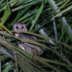 Golden Masked Owl (image by Dáni Balla)