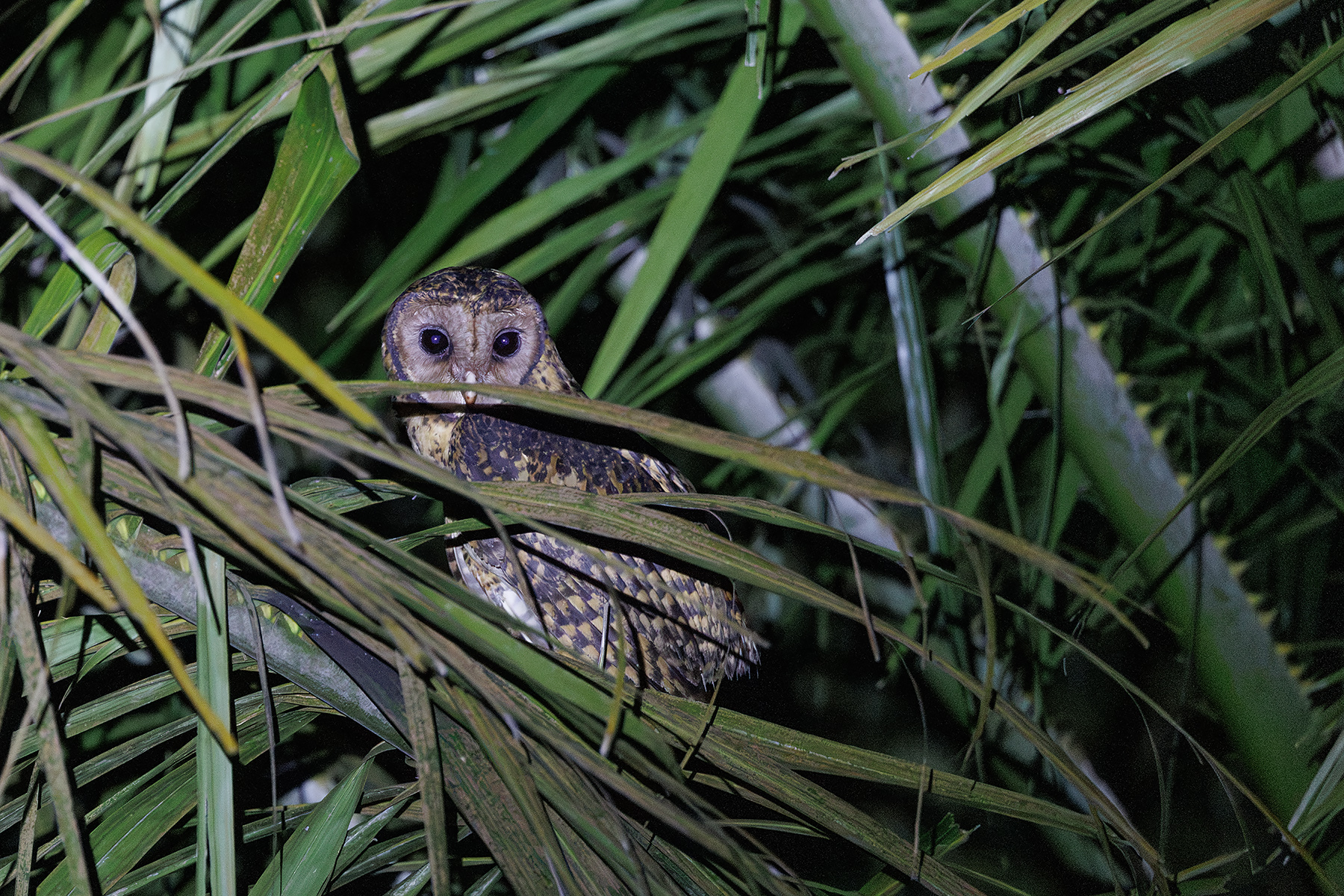 Golden Masked Owl (image by Dáni Balla)