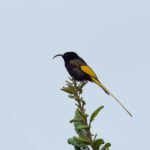 Golden-winged Sunbird (image by Mark Van Beirs)