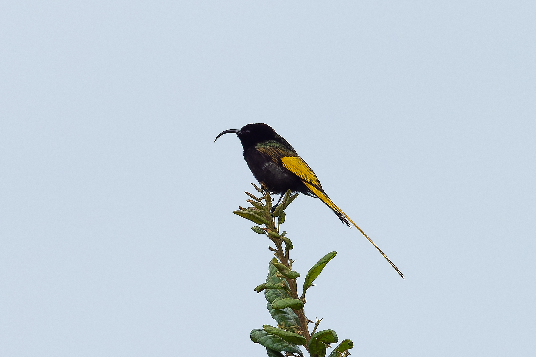 Golden-winged Sunbird (image by Mark Van Beirs)