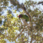 Goldie's Lorikeet (image by Dáni Balla)