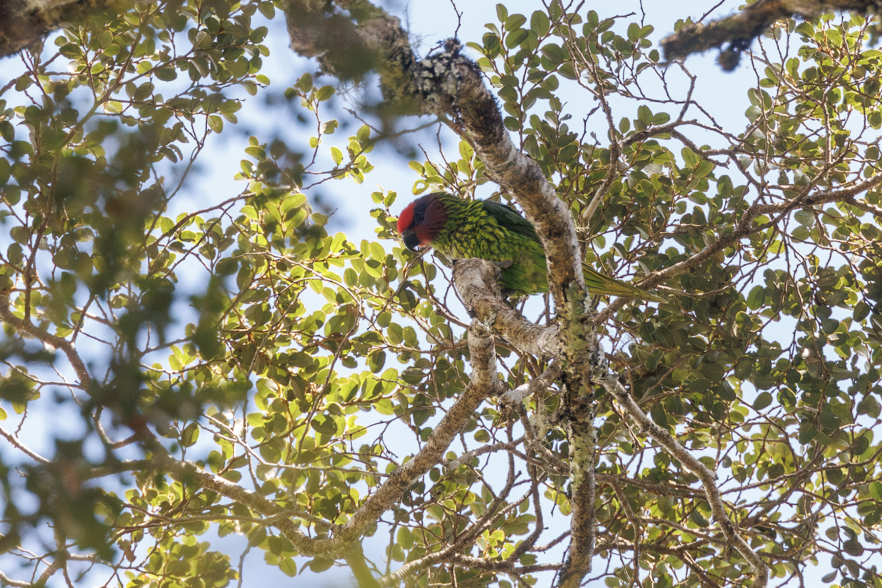 Goldie's Lorikeet (image by Dáni Balla)