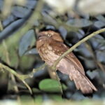 Gould's Frogmouth (image by János Oláh)