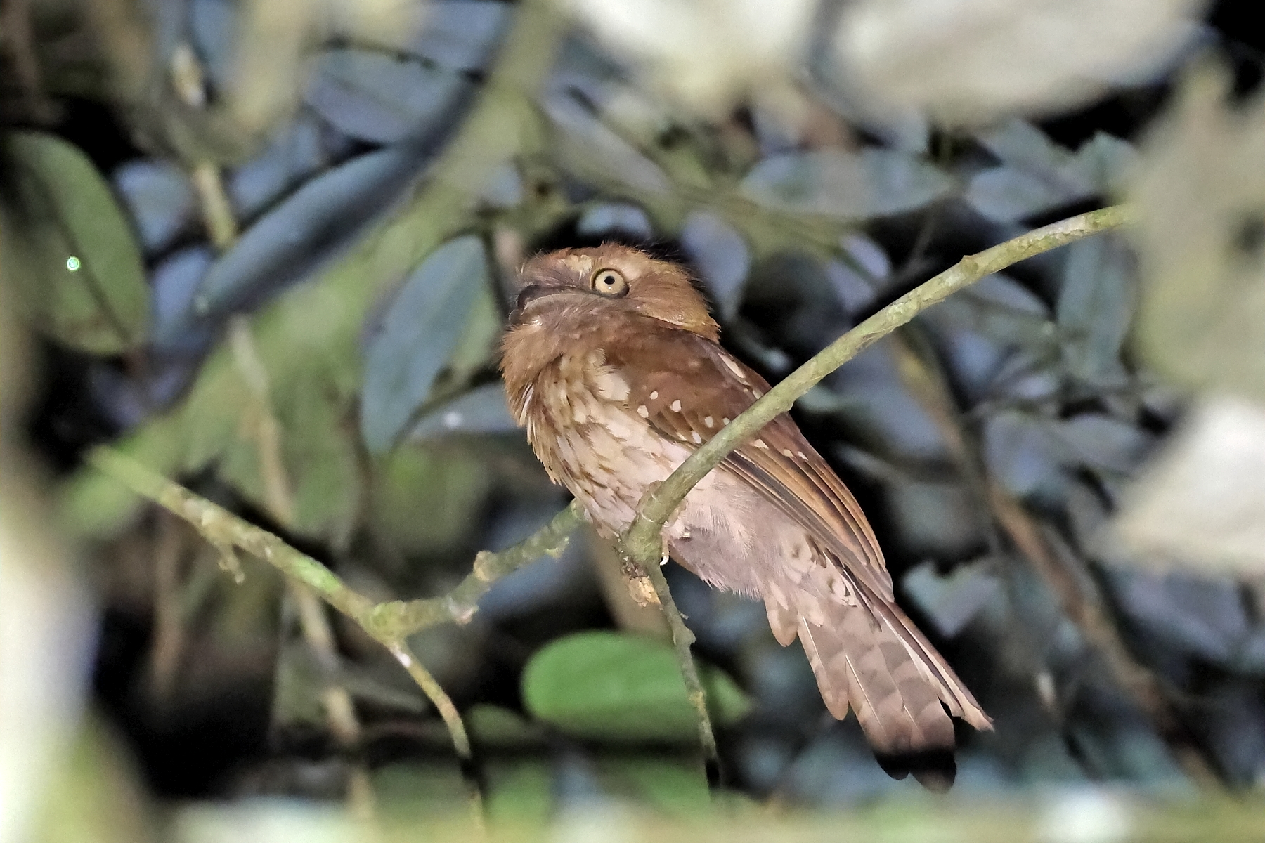 Gould's Frogmouth (image by János Oláh)