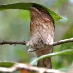 Gould's Frogmouth on its nest! (image by Craig Robson)
