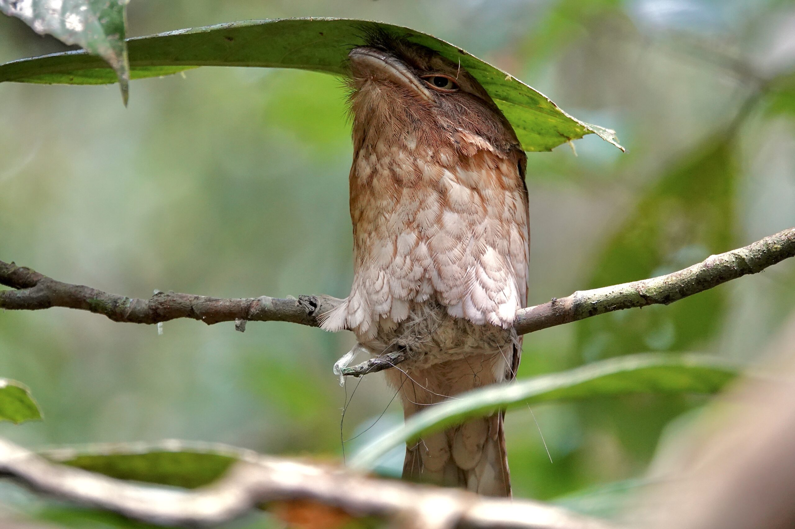 Gould's Frogmouth on its nest! (image by Craig Robson)