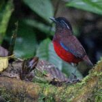 Graceful Pitta (image by Paul Ellis)