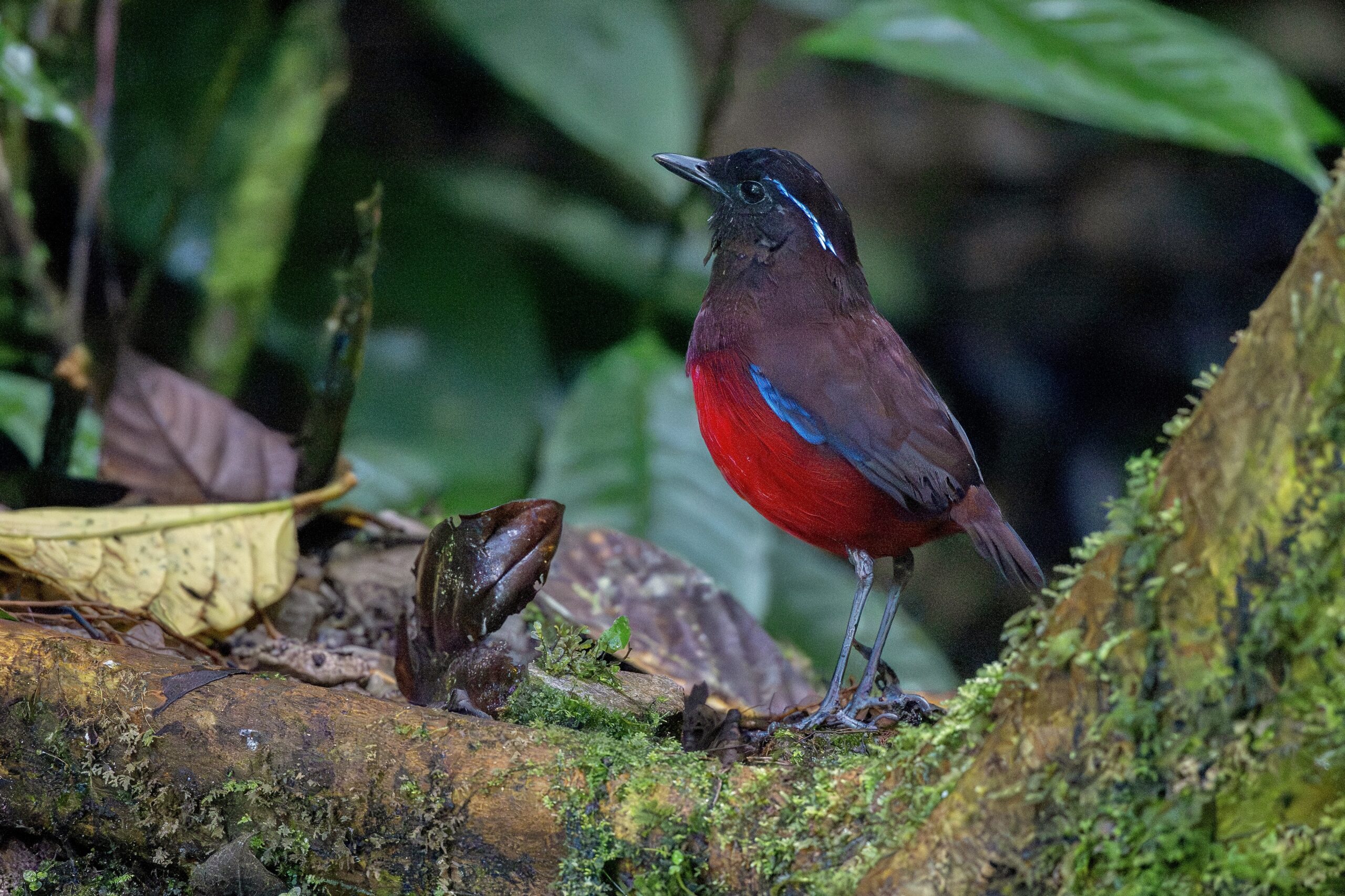 Graceful Pitta (image by Paul Ellis)