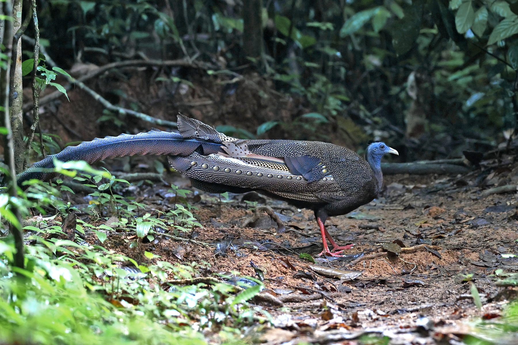male Great Argus (image by János Oláh)
