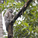 Great Potoo (image by Daniel Branch)