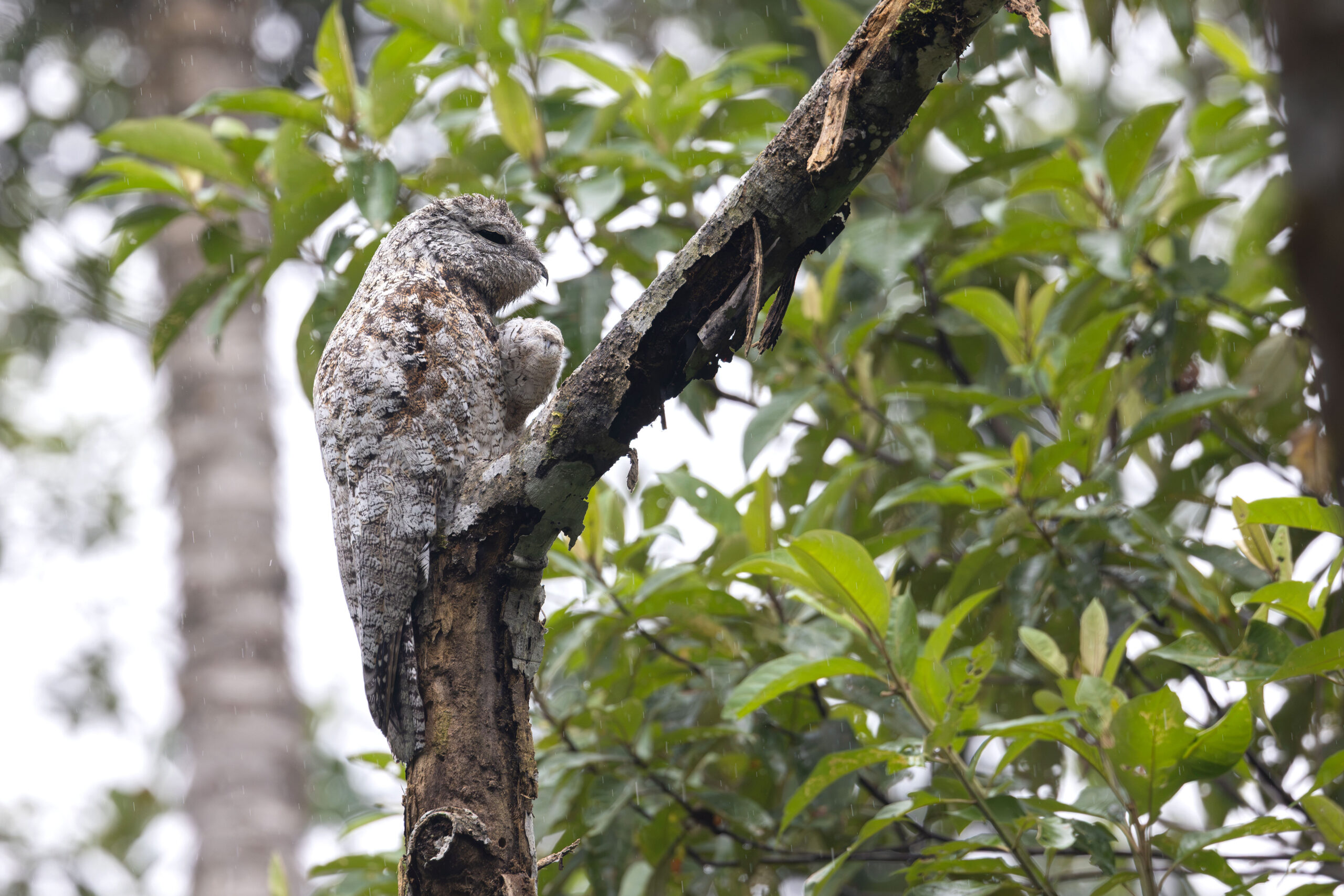 Great Potoo (image by Daniel Branch)