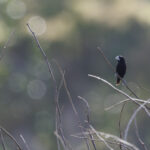 Great-billed Mannikin (image by Dáni Balla)