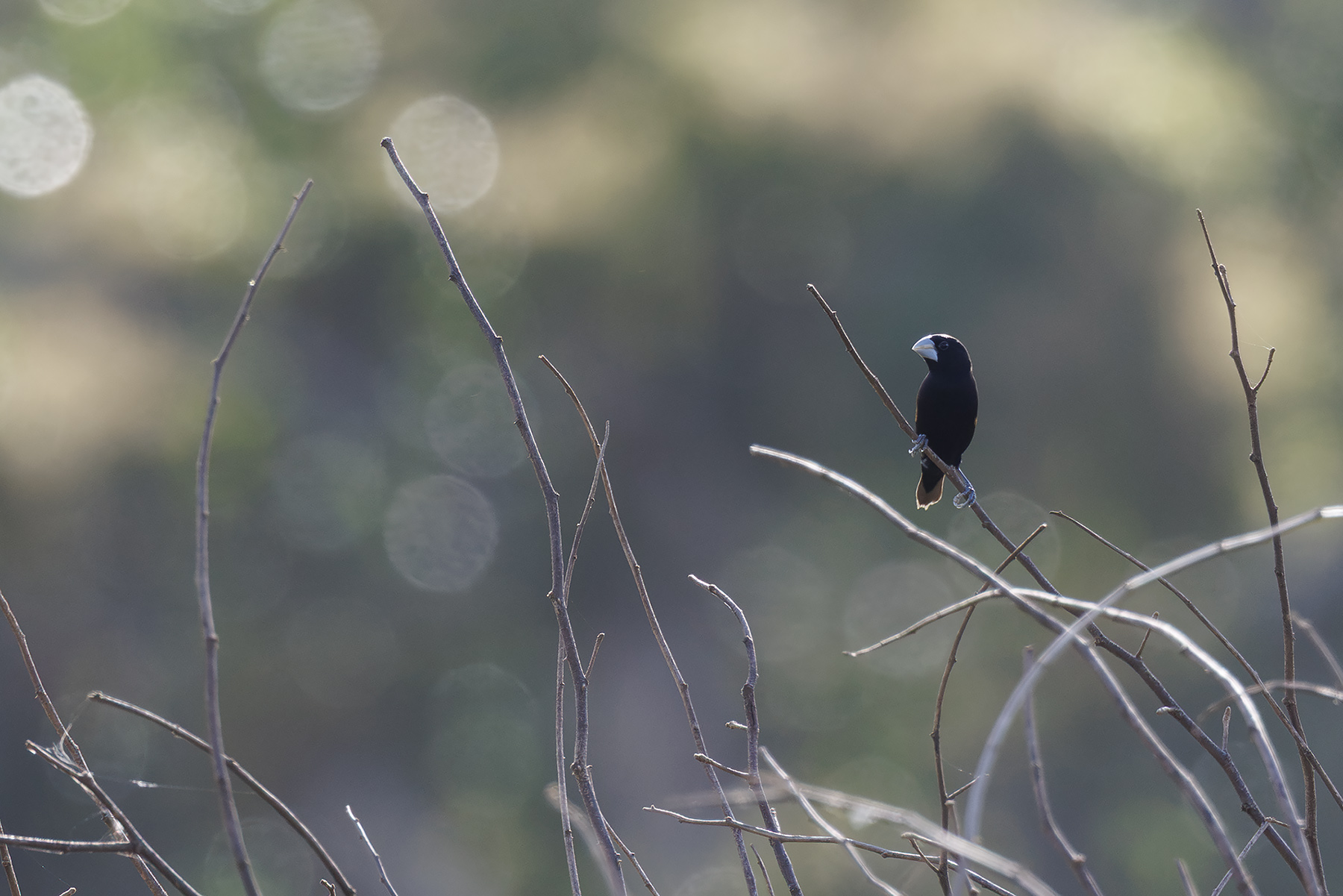 Great-billed Mannikin (image by Dáni Balla)