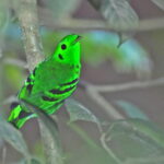 male Green Broadbill (image by János Oláh)