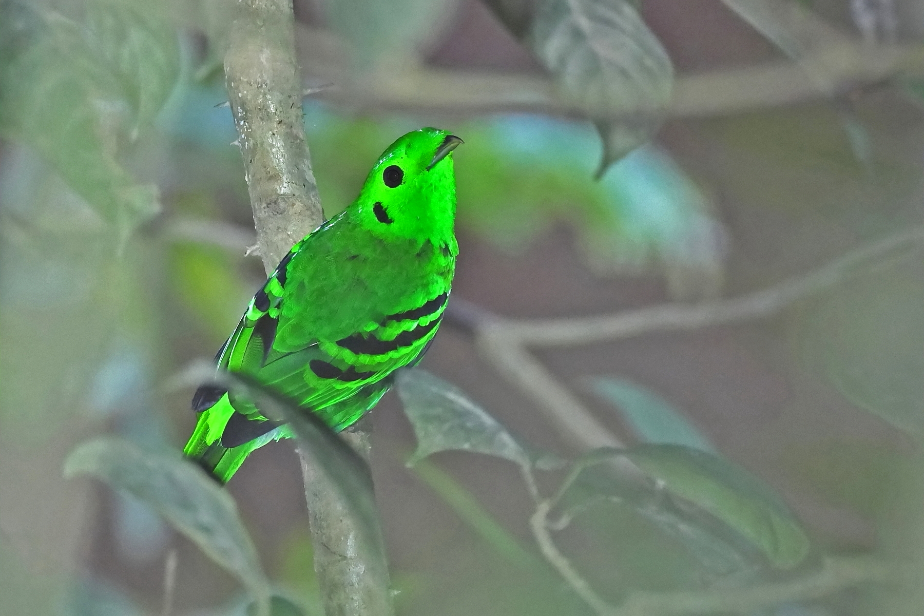 male Green Broadbill (image by János Oláh)
