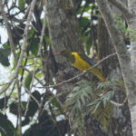 Green-headed Oriole (image by Mark Van Beirs)