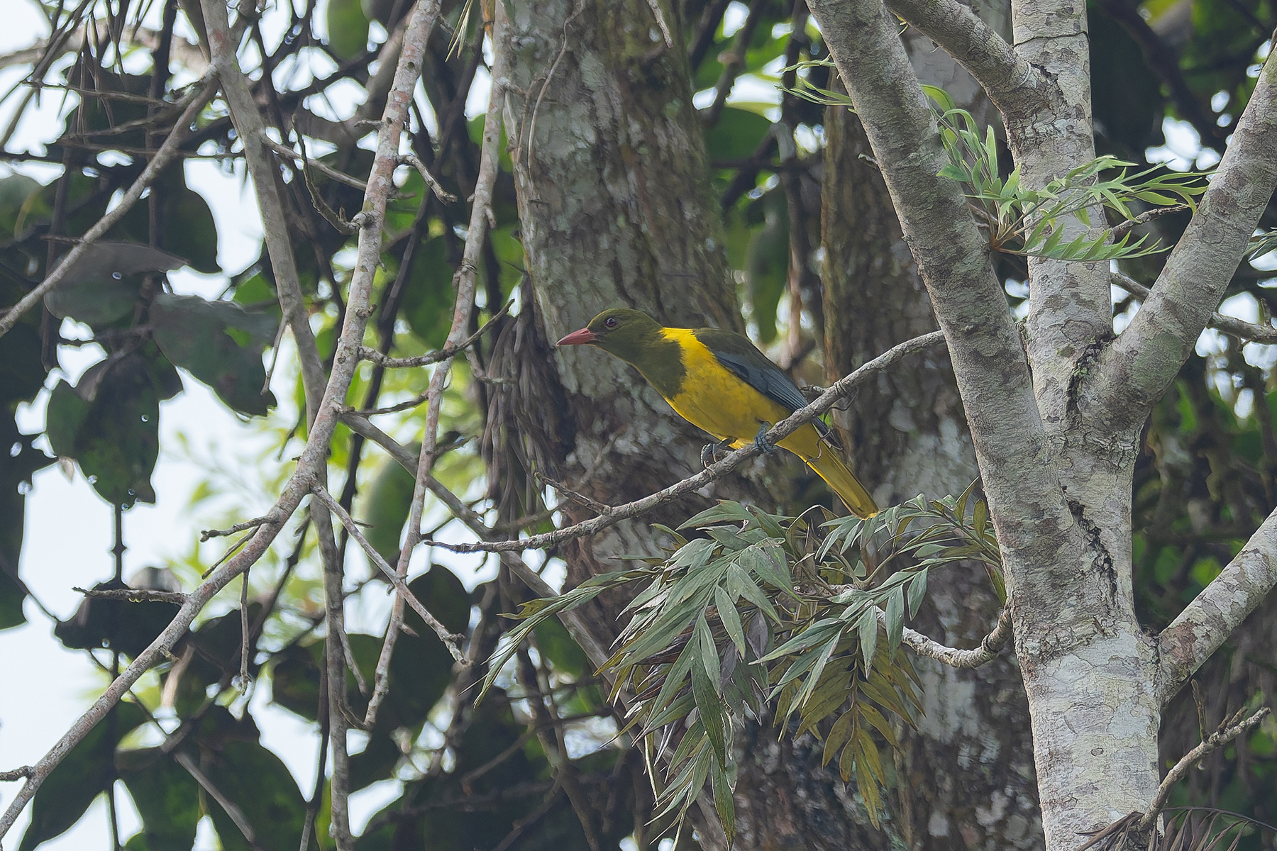 Green-headed Oriole (image by Mark Van Beirs)