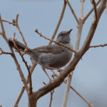 Grey Wren-Warbler (image by Mark Van Beirs)