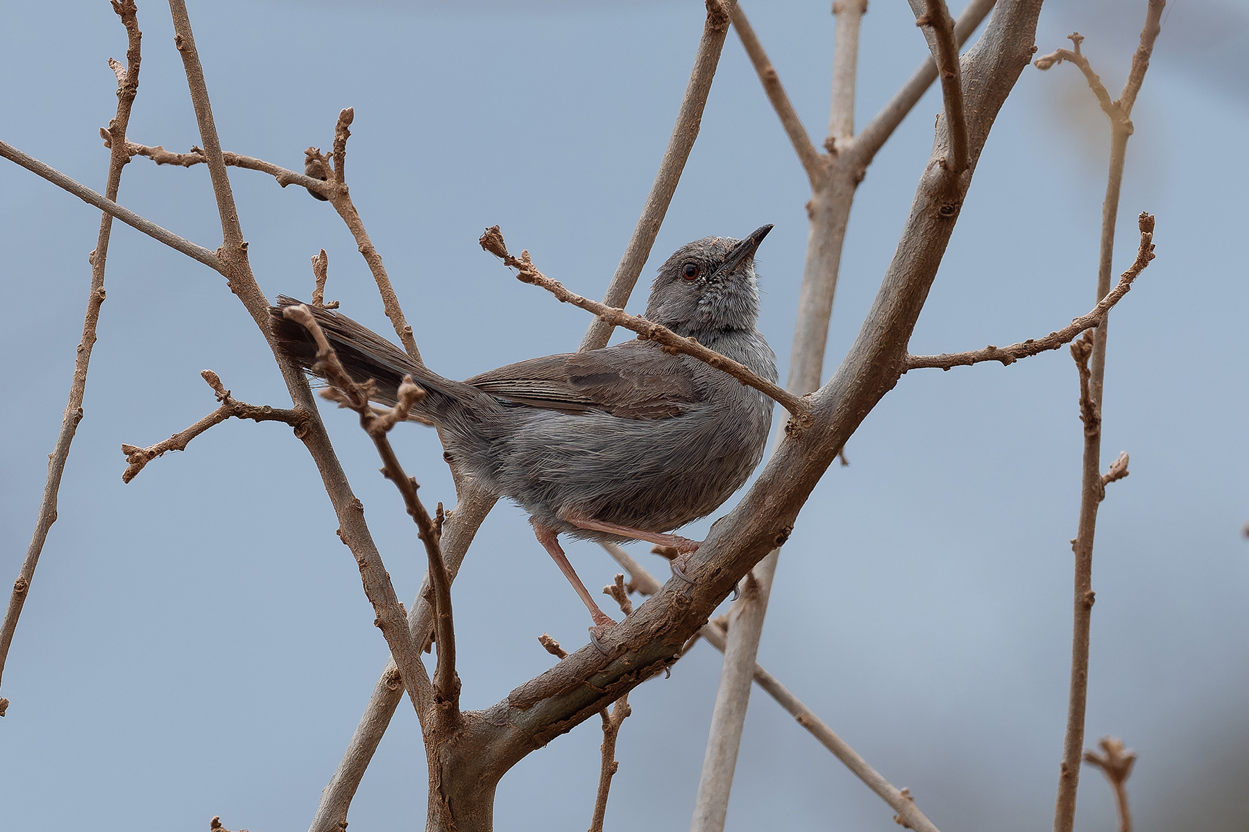Grey Wren-Warbler (image by Mark Van Beirs)