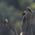 Grey-headed Mannikin (image by Dáni Balla)