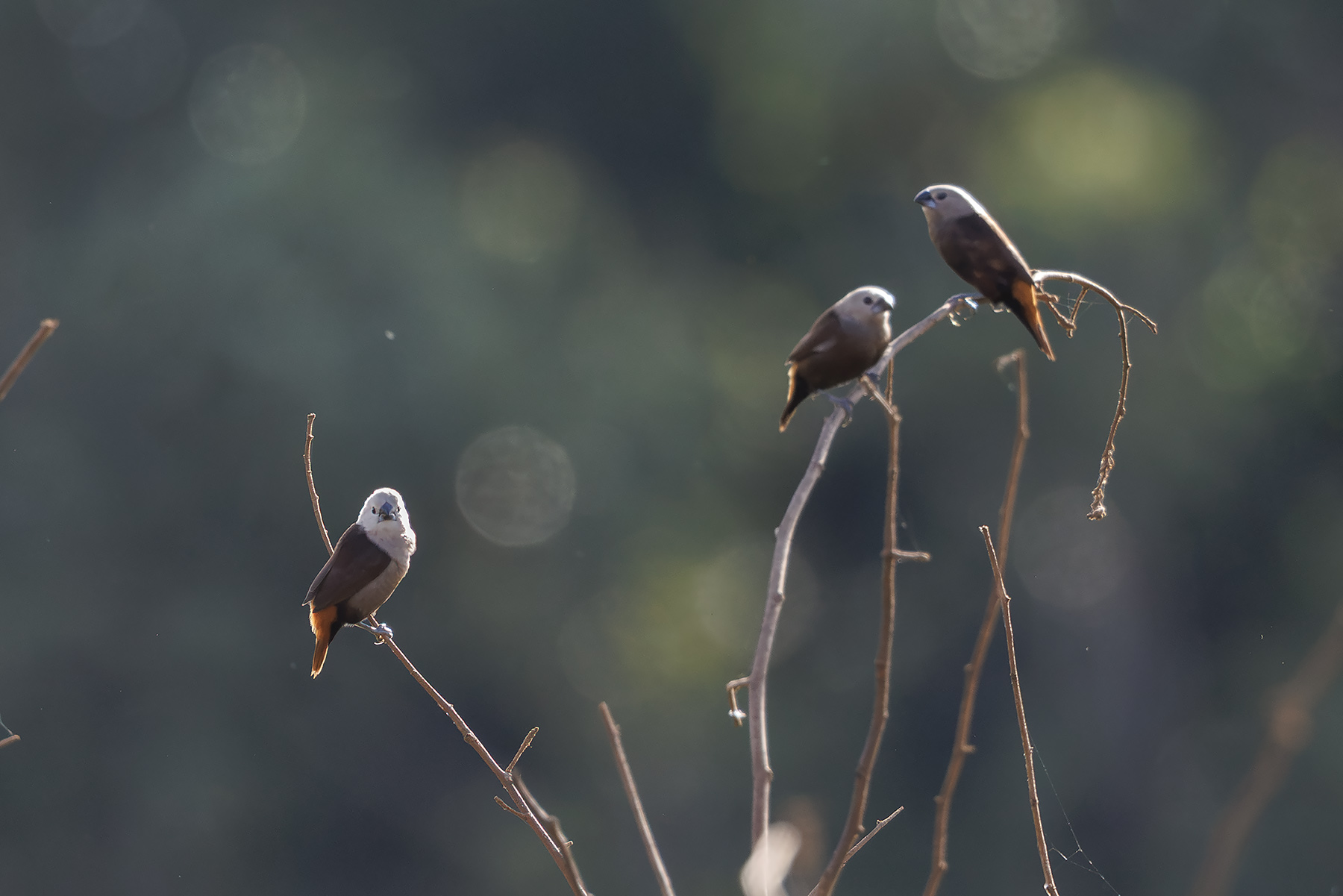 Grey-headed Mannikin (image by Dáni Balla)