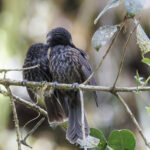 Grey-streaked Honeyeater (image by Dáni Balla)