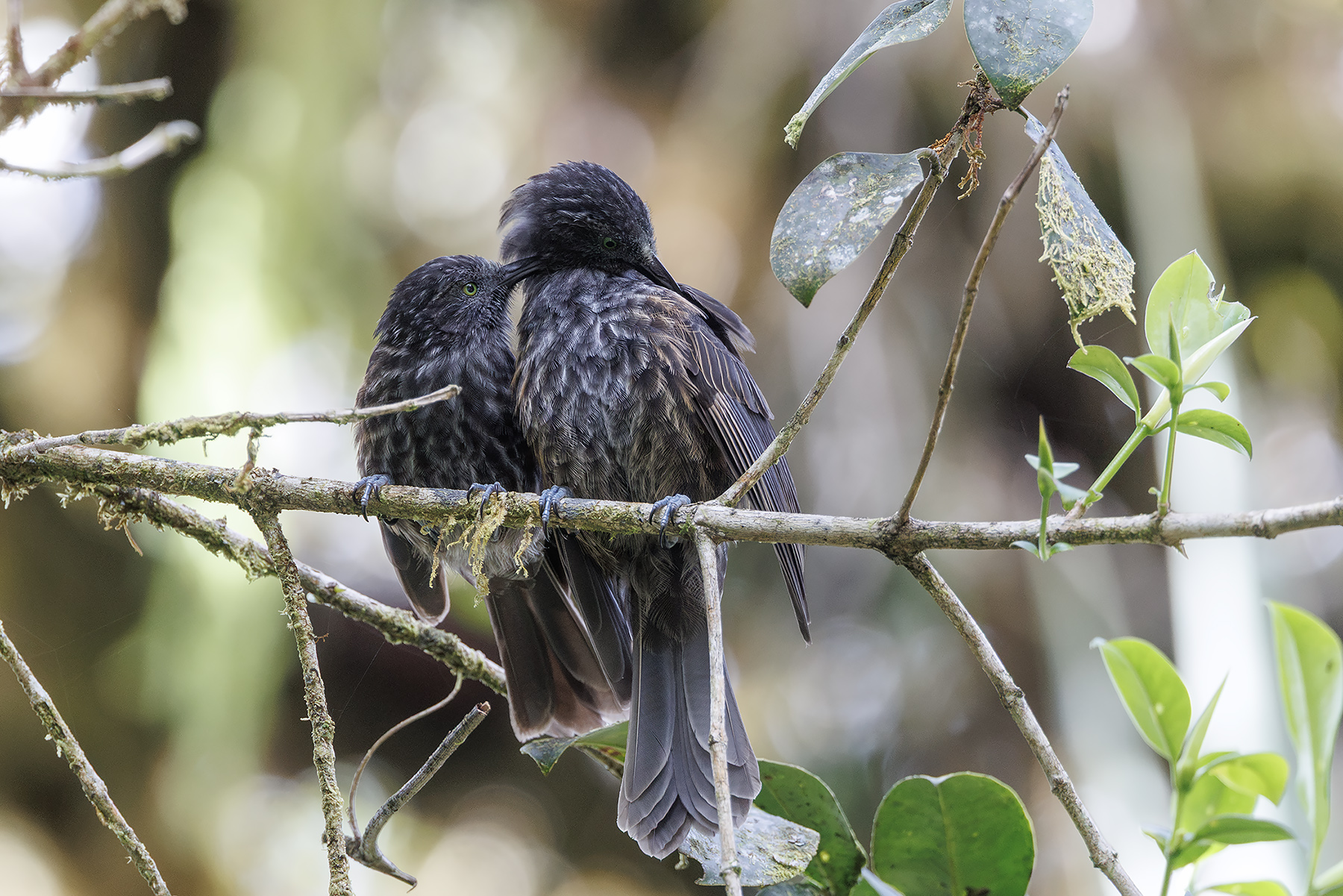 Grey-streaked Honeyeater (image by Dáni Balla)