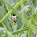 Hooded Mannikin (image by Dáni Balla)